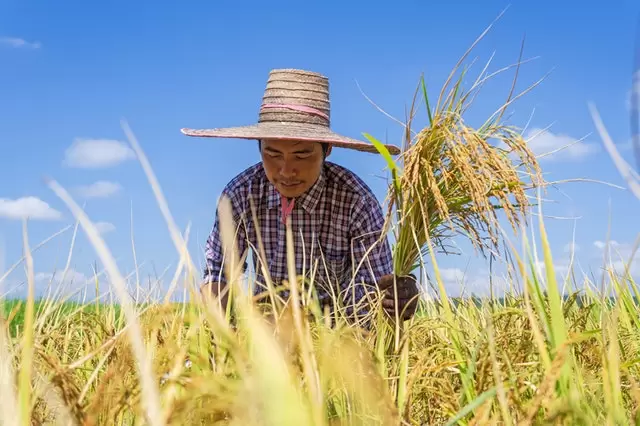 Pm Kisan Samman Nidhi Yojana